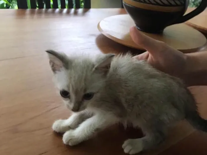 Gato ra a Mestiço  idade 2 a 6 meses nome Miaw