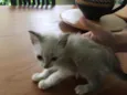 Miaw