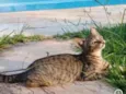 Tigrinho