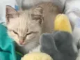 Miaw
