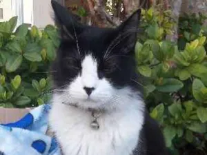 Gato raça Frajolinha idade 7 a 11 meses nome Abigail