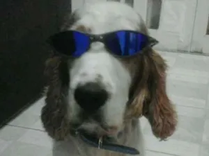 Cachorro raça Cocker spaniel ingles idade 6 ou mais anos nome Duck