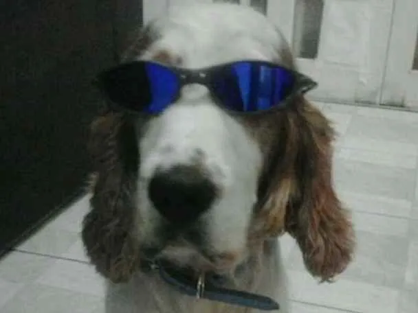 Cachorro ra a Cocker spaniel ingles idade 6 ou mais anos nome Duck