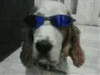Cachorro raça Cocker spaniel ingles idade 6 ou mais anos nome Duck