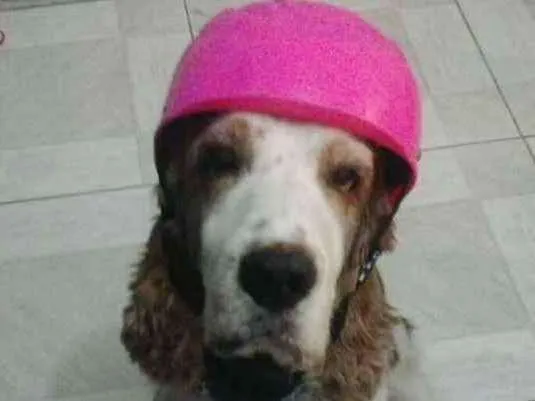 Cachorro ra a Cocker spaniel ingles idade 6 ou mais anos nome Duck