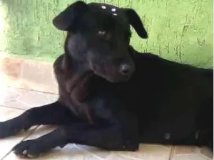 Cachorro raça Vira lata idade 3 anos nome Pandora