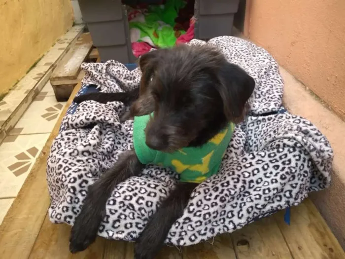 Cachorro ra a SRD idade 7 a 11 meses nome Pipoca