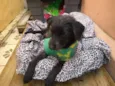 Pipoca