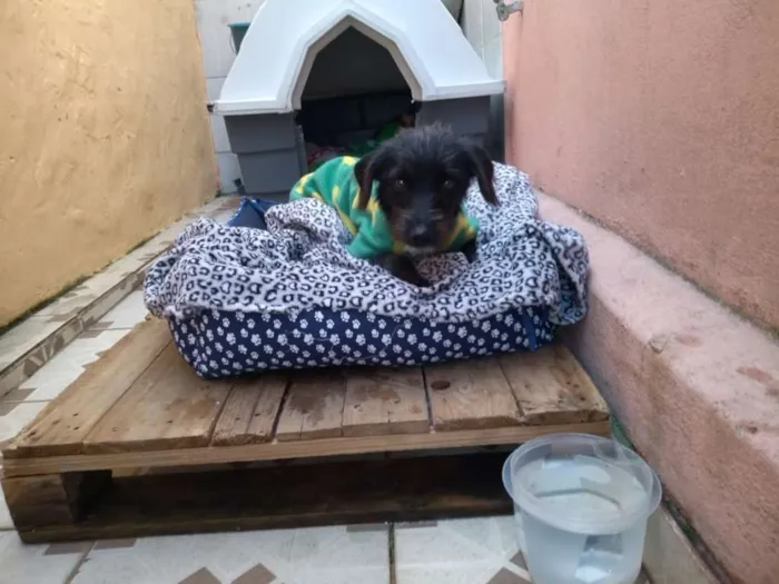 Cachorro ra a SRD idade 7 a 11 meses nome Pipoca