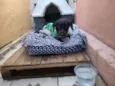 Pipoca