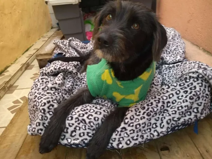 Cachorro ra a SRD idade 7 a 11 meses nome Pipoca