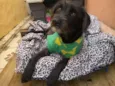 Pipoca