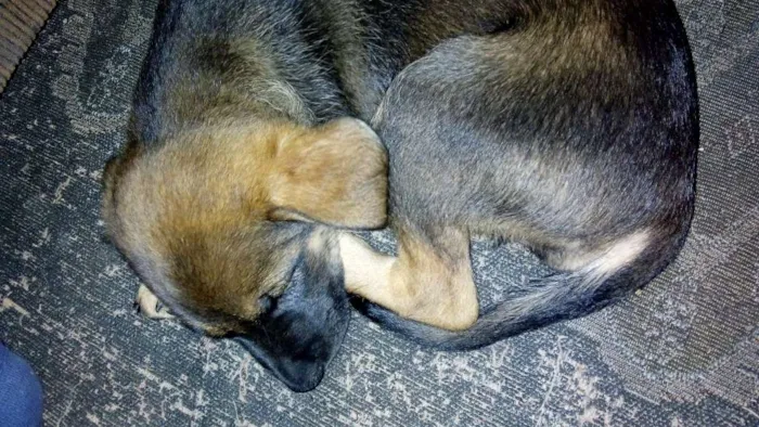 Cachorro ra a Srd idade 2 a 6 meses nome Moana