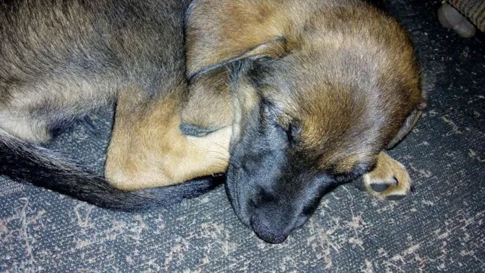 Cachorro ra a Srd idade 2 a 6 meses nome Moana
