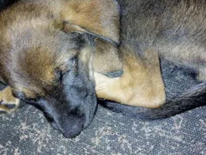 Cachorro raça Srd idade 2 a 6 meses nome Moana