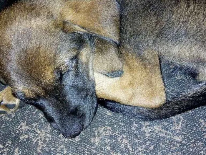 Cachorro ra a Srd idade 2 a 6 meses nome Moana