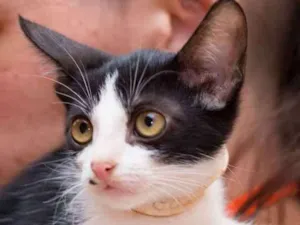 Gato raça SRD idade 2 a 6 meses nome Agostinho