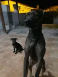 Lua e Pretinha