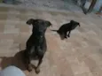 Lua e Pretinha