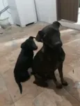 Lua e Pretinha