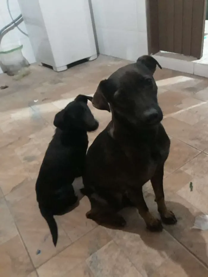 Cachorro ra a SRD idade 1 ano nome Lua e Pretinha