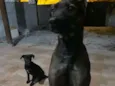 Lua e Pretinha