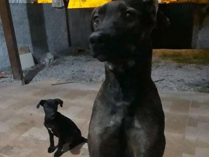 Cachorro ra a SRD idade 1 ano nome Lua e Pretinha