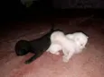Gatos