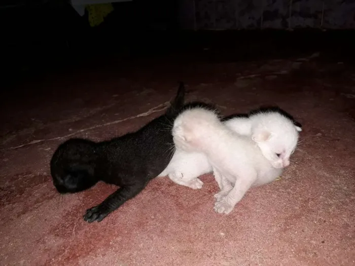 Gato raça Desconhecido  idade  nome Gatos