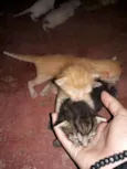 Gatos