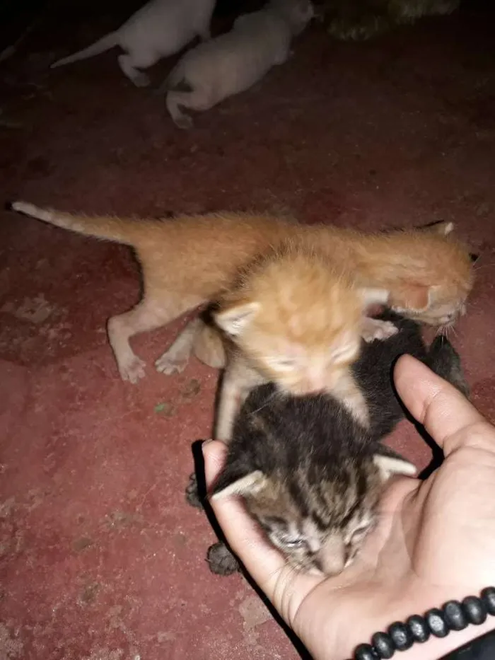 Gato raça Desconhecido  idade  nome Gatos