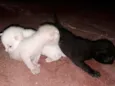 Gatos