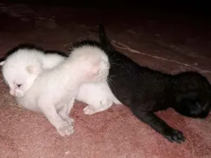 Gato raça Desconhecido  idade  nome Gatos