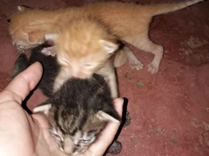 Gato raça Desconhecido  idade  nome Gatos