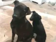 Lua e Pretinha