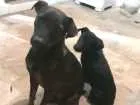 Cachorro raça SRD idade 1 ano nome Lua e Pretinha