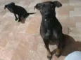 Lua e Pretinha