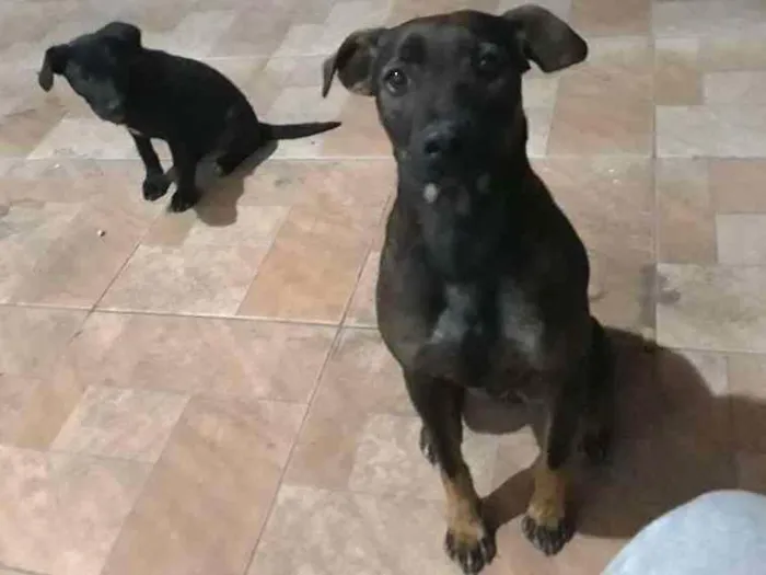Cachorro ra a SRD idade 1 ano nome Lua e Pretinha