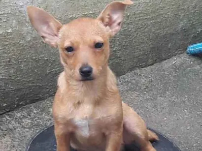 Cachorro raça Pint idade 2 a 6 meses nome Mel