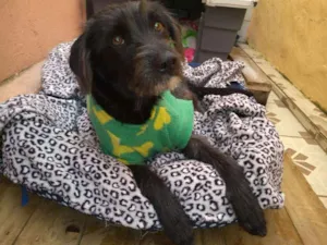 Cachorro raça SRD idade 7 a 11 meses nome Pipoca