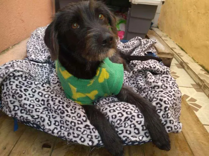 Cachorro ra a SRD idade 7 a 11 meses nome Pipoca