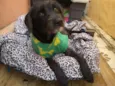 Pipoca