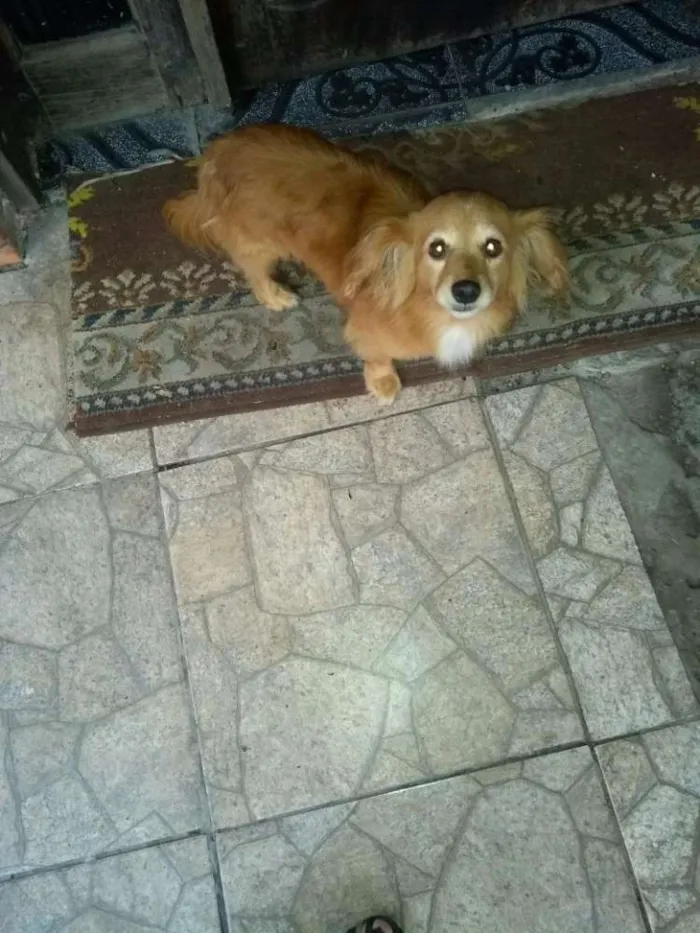 Cachorro ra a Vira lata idade 6 ou mais anos nome Gigante