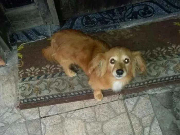 Cachorro ra a Vira lata idade 6 ou mais anos nome Gigante
