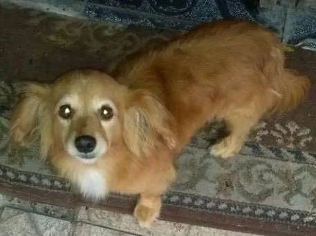 Cachorro ra a Vira lata idade 6 ou mais anos nome Gigante