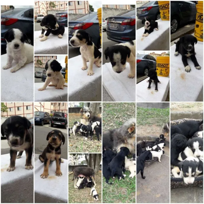 Cachorro ra a SRD idade Abaixo de 2 meses nome Filhotes