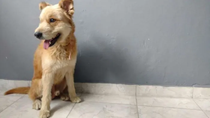 Cachorro ra a Viralata idade 5 anos nome Fred