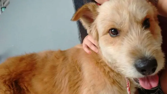 Cachorro ra a Viralata idade 5 anos nome Fred