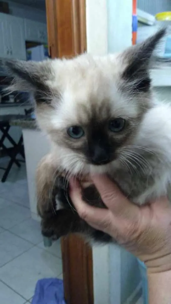Gato ra a Siamês  idade 2 a 6 meses nome Katty 