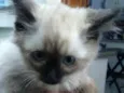 Katty